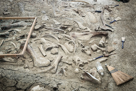 Darstellung von Ausgrabungen im Dinosaur Provincial Park