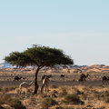 Kamelherde am Sahararand
