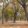 Lichter Herbstwald im North Luangwa Nationalpark