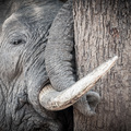 Schlafender Elefant im South Luangwa Nationalpark