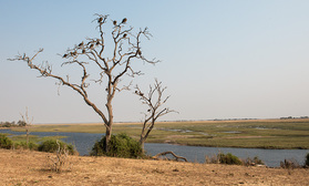 Geier an der Chobe Riverfront
