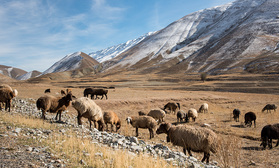 Schafherde in einem Hochtal im Alborz-Gebirge