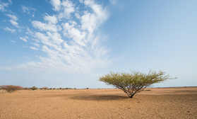 Die Halbwüste am Westufer des Turkanasees