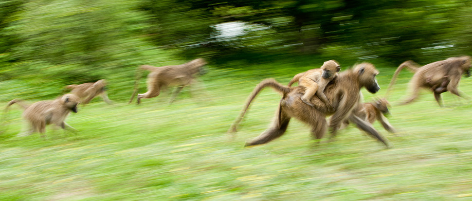 Pavianfamilie auf der Flucht, Chobe River Front