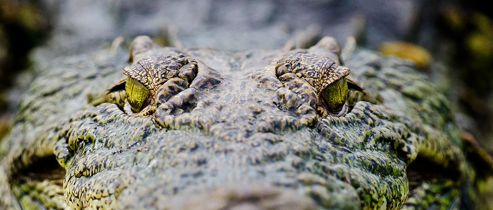 Schau mir in die Augen, Kleines!