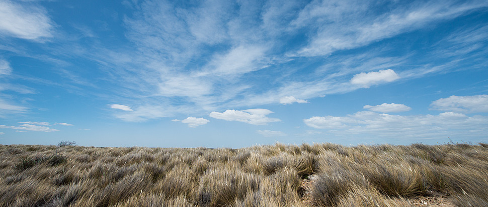 Pampa und Wind. Patagonien!